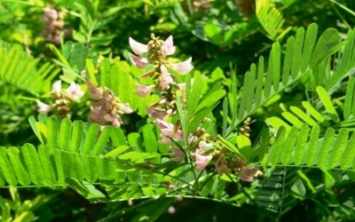 Tác dụng chữa bệnh của cam thảo dây