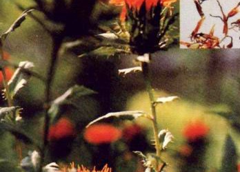 Bài thuốc giúp trị xơ vữa mạch vành