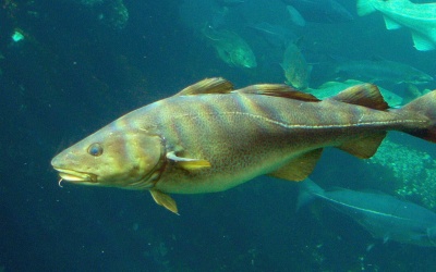 Chữa lở loét trên người bằng da cá