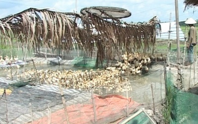 Bạc Liêu: Phát hiện ổ dịch cúm gia cầm hơn 1.500 con