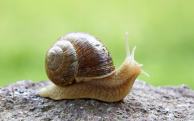 Nhiều trẻ bị viêm màng não vì... ăn ốc sên