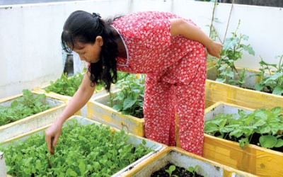 Những 'nông dân' nhà hộp