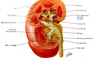 Tập huấn Chăm sóc bệnh nhân thận sau ghép