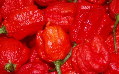 Ớt Carolina Reaper 'công phá' ngang bình xịt hơi cay