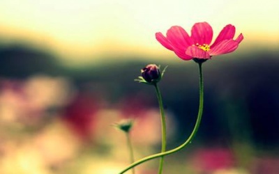 Hóa ra mọi thứ trong cuộc sống đều đơn giản