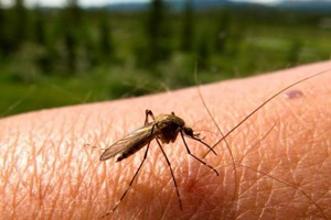 Tìm ra loại thuốc chống muỗi vừa hiệu quả vừa rẻ tiền