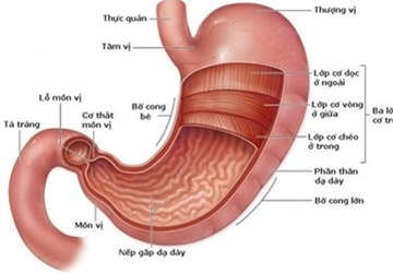 Những điều nên và không nên làm khi bị đau dạ dày
