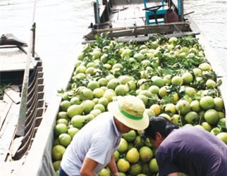 ĐBSCL: Bưởi Năm Roi, quýt hồng được giá