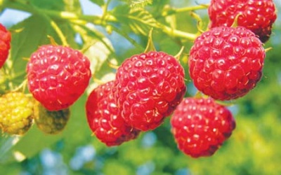 Những loại trái cây giúp giảm cân