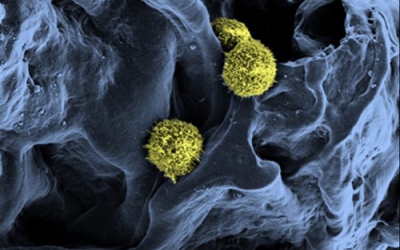 Nghiên cứu thành công tủy xương nhân tạo