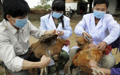 Cúm A/H7N9 có nguy cơ tràn vào Việt Nam