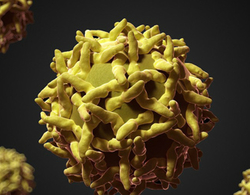 Thế giới virus nguy hiểm dưới ống kính hiển vi