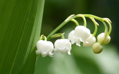 Chuyển hóa 'rác' thành những bông hoa đẹp