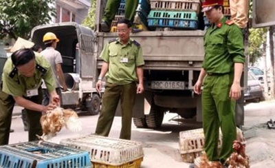 Gà Trung Quốc thoải mái vào Thủ đô: Vì nhân viên kiểm dịch bận... 'đi vệ sinh'