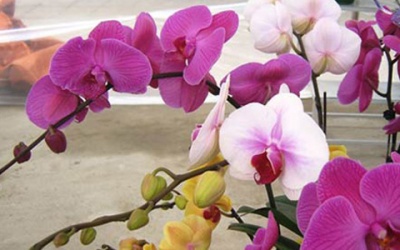 Hoa 'độc' Trung Quốc 'lấn' hoa Việt