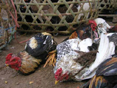Mua gà Tết, cẩn trọng cúm H5N1