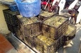 Tù mù chất lượng bánh chưng Tết