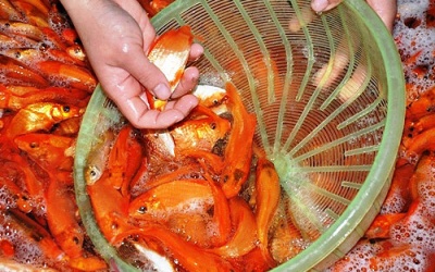 Cá chép cúng ông Táo, giá xuống thấp kỷ lục