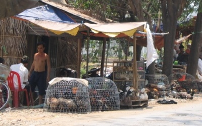 Vi rút gia cầm H10N8 có thể lây sang người