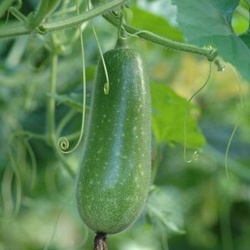 Cụ ông suýt chết vì đưa quả bí đao vào hậu môn