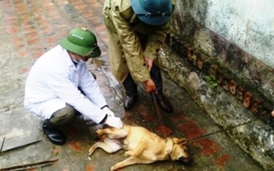 Thanh Hóa: Bùng phát dịch chó dại, 10 người thương vong