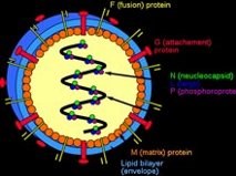 Đã có cách chống hantavirus