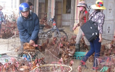 Chủ động phòng chống cúm A/H7N9 và H10N8