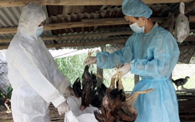 Hậu Giang phát hiện ổ dịch cúm gia cầm H5N1 đầu tiên