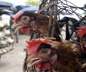 Cúm gia cầm lan rộng 14 tỉnh, thành