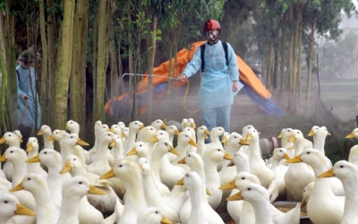 Tây Ninh: 1 triệu liều vaccine để phòng chống cúm gia cầm