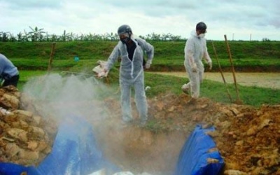 Hà Tĩnh 'nghiến răng' tiêu hủy gần 1.000 gia cầm nhiễm bệnh