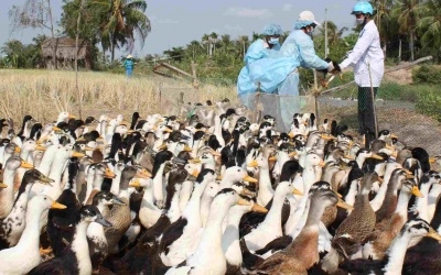 Thêm Thanh Hóa công bố dịch cúm gia cầm A/H5N1