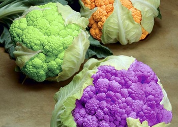 Điều kiện cấp Giấy xác nhận thực vật biến đổi gene làm thực phẩm