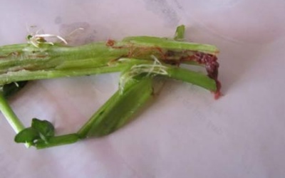 Nhiễm sán vì ăn rau trồng ao đầm?