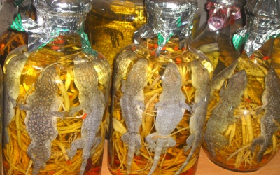 Tham khảo 'bài thuốc' tắc kè cho chuyện phòng the sung mãn