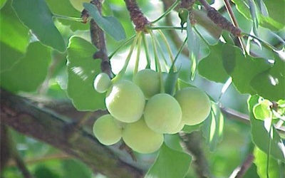 Bạch quả trị khí hư, di tinh