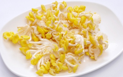 Làm 'chứng minh thư' cho nấm