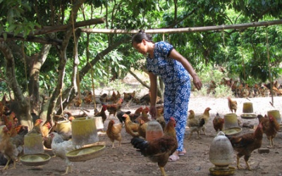 Người chăn nuôi 'kêu cứu'