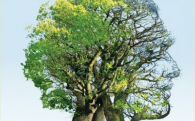 Sẽ có thuốc '3 trong 1' cho Alzeimer, tim mạch và đái tháo đường