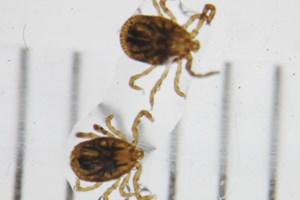 Bọ ve “sát thủ” ở Nhật Bản khiến 21 người tử vong