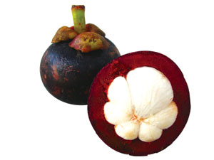 Chiết tách dược chất chống oxy hóa từ lá sa kê, vỏ măng cụt