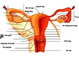 Ăn cho khỏe... tử cung