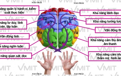 Phát hiện vùng não có trí nhớ xã hội để nhận biết đồng loại