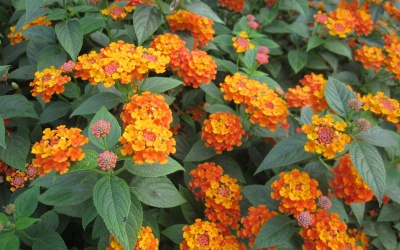 Bài thuốc chữa bệnh từ cây hoa Ngũ sắc