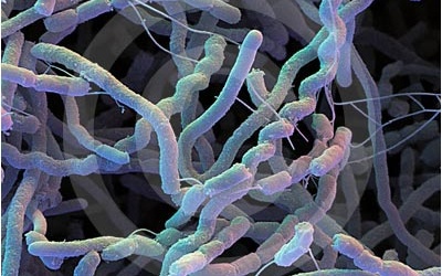 Kháng sinh nhóm macrolid - cân nhắc trước khi sử dụng