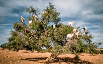 Vùng đất có 'đặc sản' dê leo cây
