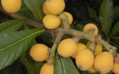 Bài thuốc phòng bệnh thiếu máu cơ tim