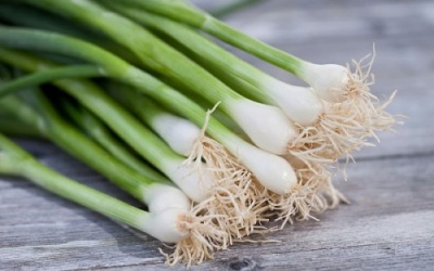 Ích lợi của rau gia vị