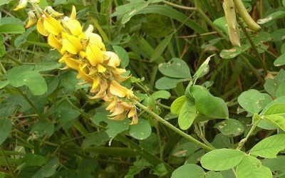 Lục lạc ba lá chữa suy nhược thần kinh