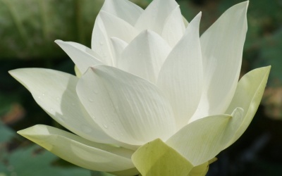 Người Ấn và bí quyết sử dụng thảo mộc để 'trợ hứng'